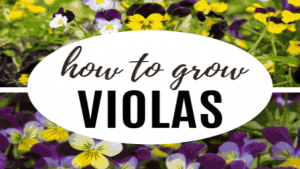 HOW TO GROW VIOLAS: 5 TIPS FOR GROWING VIOLAS